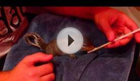 Nursing orphaned baby squirrel